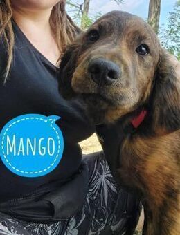 Mango ein braver Schatz - Flörsheim-Dalsheim