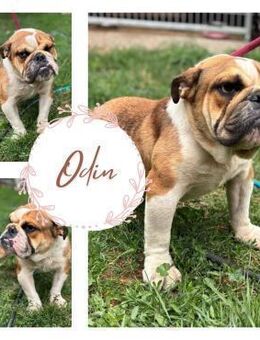 ODIN PP British Youngster sucht Familie - Neustadt (Rübenberge)