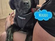 Mikado such ein Zuhause - Flörsheim-Dalsheim