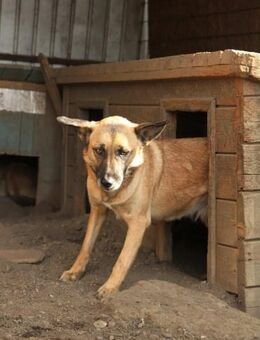 Mascha ist sehr misstrauisch 🐾 - Elsdorf (Nordrhein-Westfalen)