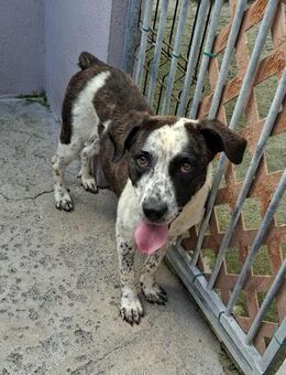 Sally - ein liebes Mädchen - Höchst (Odenwald)