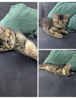 Zutrauliche BKH Kitten Mix - Bielefeld