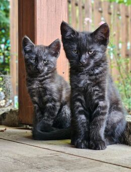 Cashmere Katzenbabys - Parsteinsee