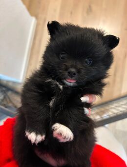 Pomchi‘s - Donaueschingen