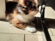 3 Süße Heilige Birma Weibl. Kitten suchen bald ain neues Zuhause - Marl (Nordrhein-Westfalen)