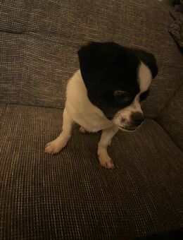 Chihuahua-Mix - Train