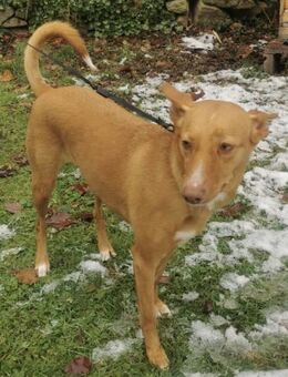 Wunderschöne Venus sucht eine Familie - Grevenbroich