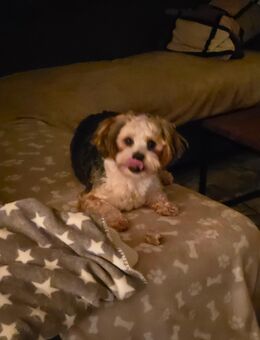 Abzugeben - Königsfeld (Schwarzwald)