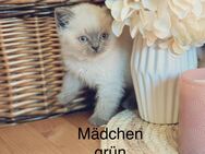 Noch 3 BKH Kitten Blue Point - Falkenstein (Harz)