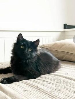 Owly Schwarzes Wölkchen sucht Familie - Unterföhring