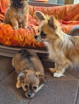 Chihuahua Welpe(Rüde) - Nauen