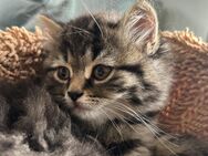 Kittens sofort abgabebereit | BKH Kittens - Neuhemsbach