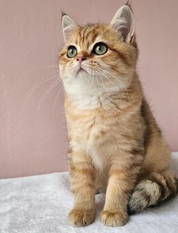 Bkh Kitten - Hamburg