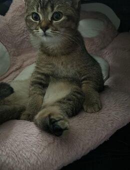 BKH Kitten zu verkaufen - Offenbach (Main)