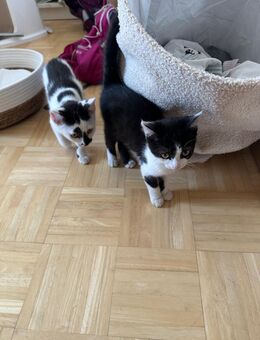 2 Katzen Mädchen - Erfurt