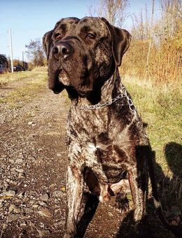 Presa Canario Rüde 8 Jahre Kastriert - Eilenburg