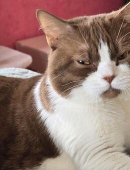 Wunderschöner Cinnamon-Kater, BKH, nicht kastriert, Stammbaum - Echzell