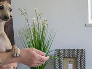 Italienisches Windspiel ... Italian Greyhound - Bad Saulgau