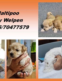Maltipoo Malteser/Pudel Welpen Mini Toy (aprikot) - Mörnsheim