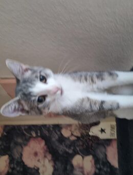 Kater 6 Monate Alt - Hemer Zentrum