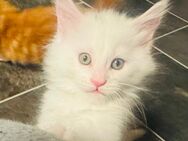 Maine coon Kitten - Monschau