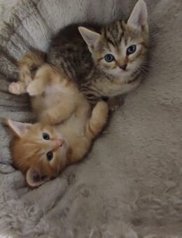 Simba und Nala – zwei Herzen auf vier Pfoten, die ein gemeinsames Zuhause suchen - Erftstadt