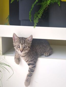 Katze - Langenfeld (Rheinland)