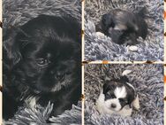 ShihTzu Welpen - Lengerich (Nordrhein-Westfalen)