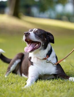 Cayo, 5 Jahre, sucht passenden Deckel - Schwalmtal (Nordrhein-Westfalen)