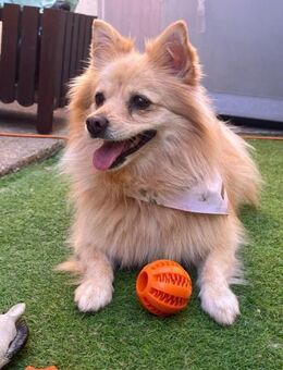 Luna-verspielte Frohnatur sucht Familie - Chemnitz