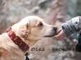 Biete Hundebetreuung mit Familienanschluss, Fürsorge und Verantwortung, Tiersitting, Haussitting in 31863