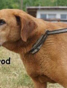 Mrskorod - Auf der Suche ... - Kissing