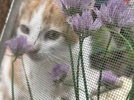 Kleine Katzen sucht neues zu Hause - Augsburg