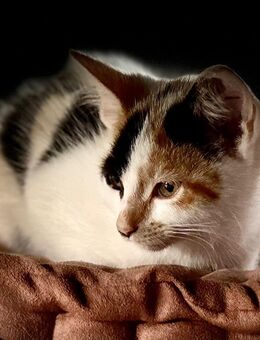 Kitten Kater Katze Rot Bunt Tricolore - Bad Zwischenahn