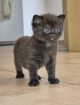 BKH Mix Kitten abzugeben - Selfkant