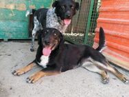 Branko & Ansia NOTFALL 2 Seelen 1 Wunsch - Obertshausen