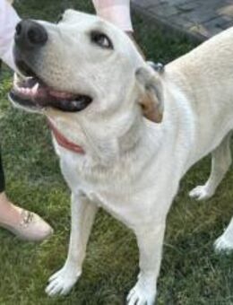 Gandalf - ein neuer Teil deiner Familie? - München