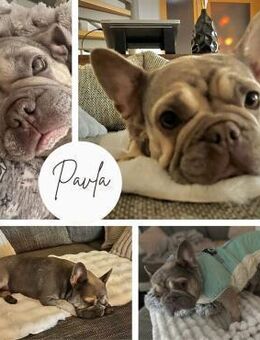 GERTI PP sucht ihr FürImmerZuhause - Neustadt (Rübenberge)