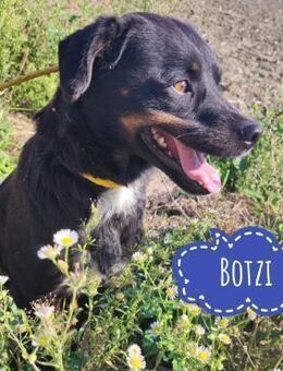 Botzi ein Engel mit gebrochenen Flügeln - Mannheim