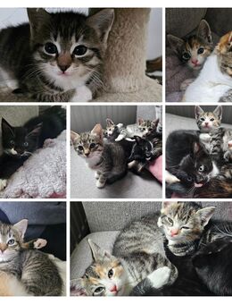 Kitten zu verkaufen ab 1.12.2025 - Bassum