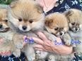 Zwergspitz pomeranian in 88450