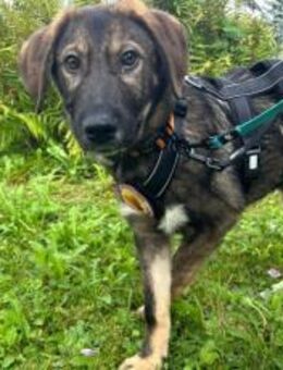 Pepe ist ein echtes Stehaufmännchen - München