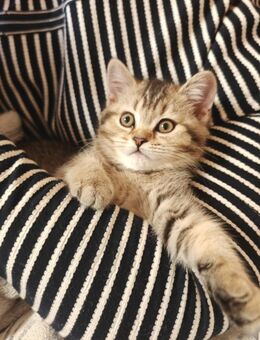 Bkh kitten reinrassige - Siegen (Universitätsstadt)