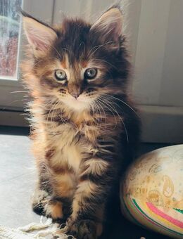 Maine Coon Kitten XXL - Kassel