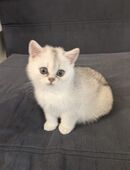 BKH Katze weiss 3 Monate in 33647