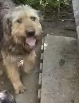 Andy 60 cm - Alpenrod