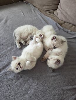 Ragdoll Kitten - Mühldorf (Inn)