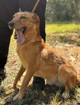 Macawi ein Herz sucht Anschluss - Berlin