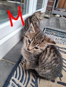 Baby Katzen, Kitten - Deinste