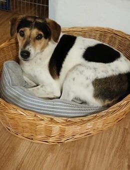 Pepper, sanfte Seele möchte ankommen - Köln